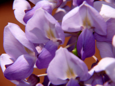 Wisteria