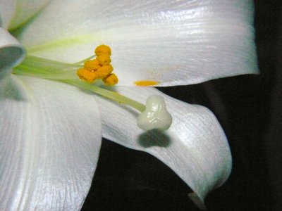 Easter Lily