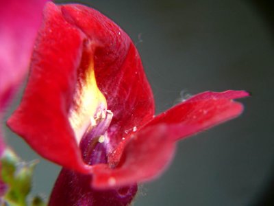 Snapdragon