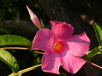 My Sister's Flowers