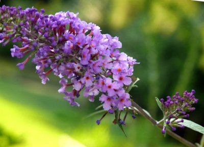 Sister's Butterfly Bush