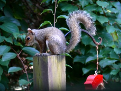 Too far when he ate the feeder...