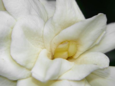 Gardenia