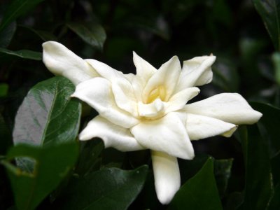 Gardenia