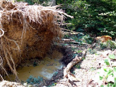 Tree after Irene