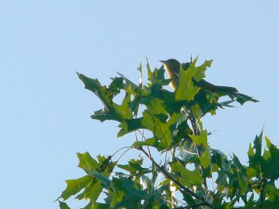 Tree Top Bird