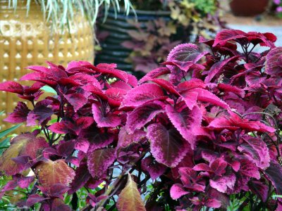 Colorful Coleus