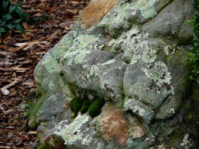 This looked like a fungi, rock being