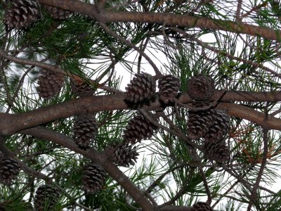 Pine Cones