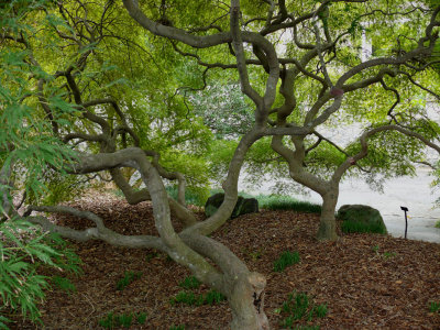 Tree Weavings