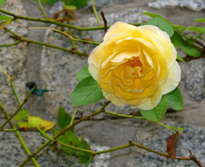 Yellow Roses and Stone