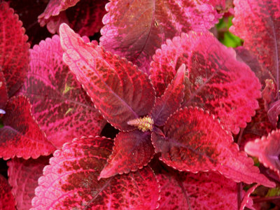 Coleus