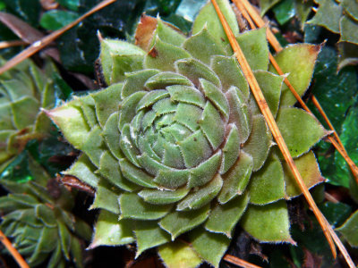 Rosette Leaves