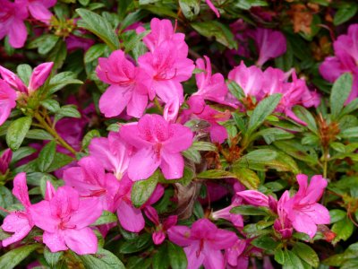 Azalea