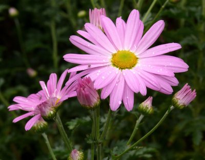 Wet Petals