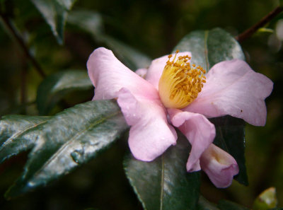 camelia