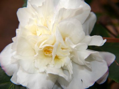 Camelia - White