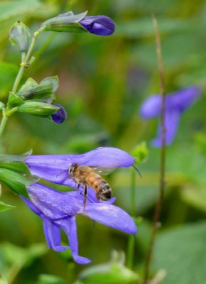 Bees!!!!   Good to see!