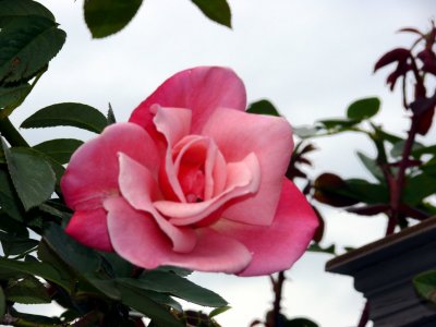 Pink Rose - Loved this one!