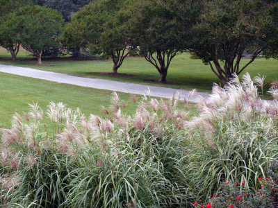 Grass Blooms