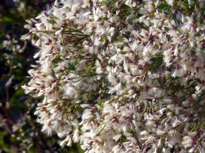 Fluffy, fuzzy weed!