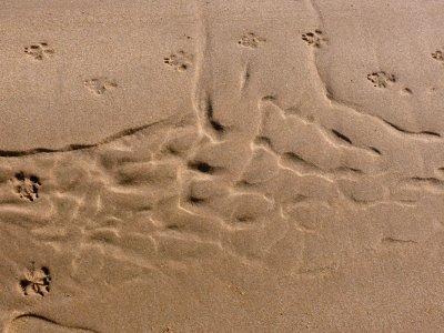 Water tracks