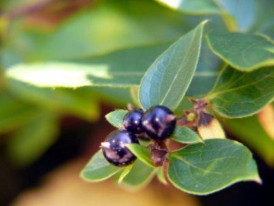 Honeysuckle berries