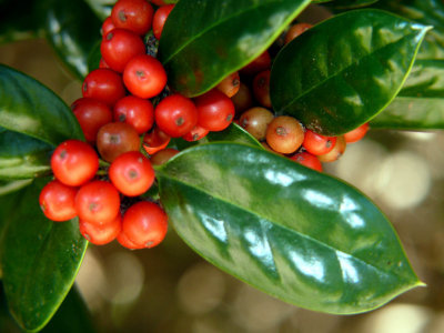 Holly berries