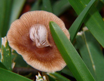 Mushroom on mushroom
