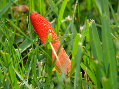 Orange Poker mushroom