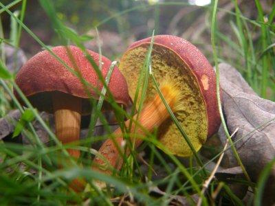 Red and Yellow Shrooms