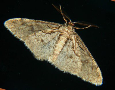 Moth Porn