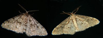 Moth Composit