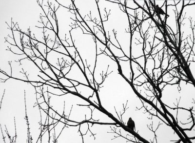 Birds in Tree