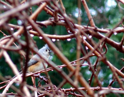 Blue Bird in Kiwi (Blue Jay?)