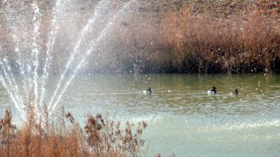 Ducks at play