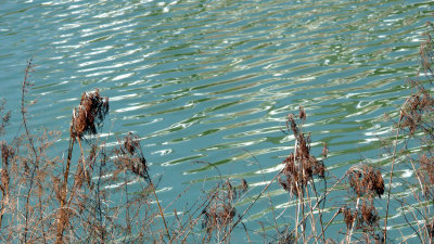 Blue water, beige weeds