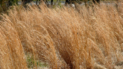 Grass Blooms