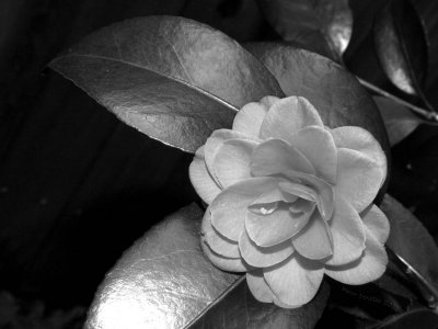 Camelia Black and White