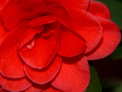 Camelia