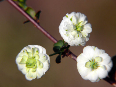 Bush Blooms