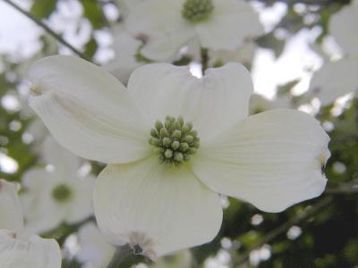 Dogwood