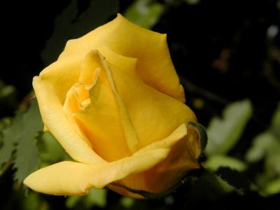 Yellow Rose of Virginia