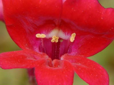 Snap Dragon