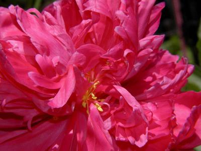 Peony