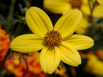 Yellow Pop