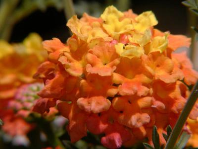 Lantana