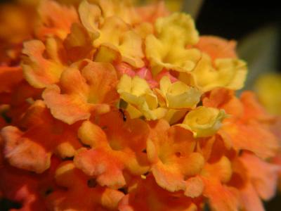 Nicotania 2