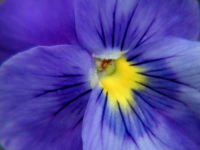 Pansy Blue