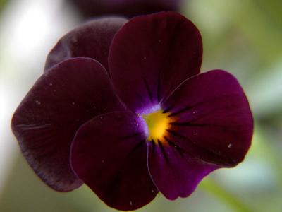 Pansy Black
